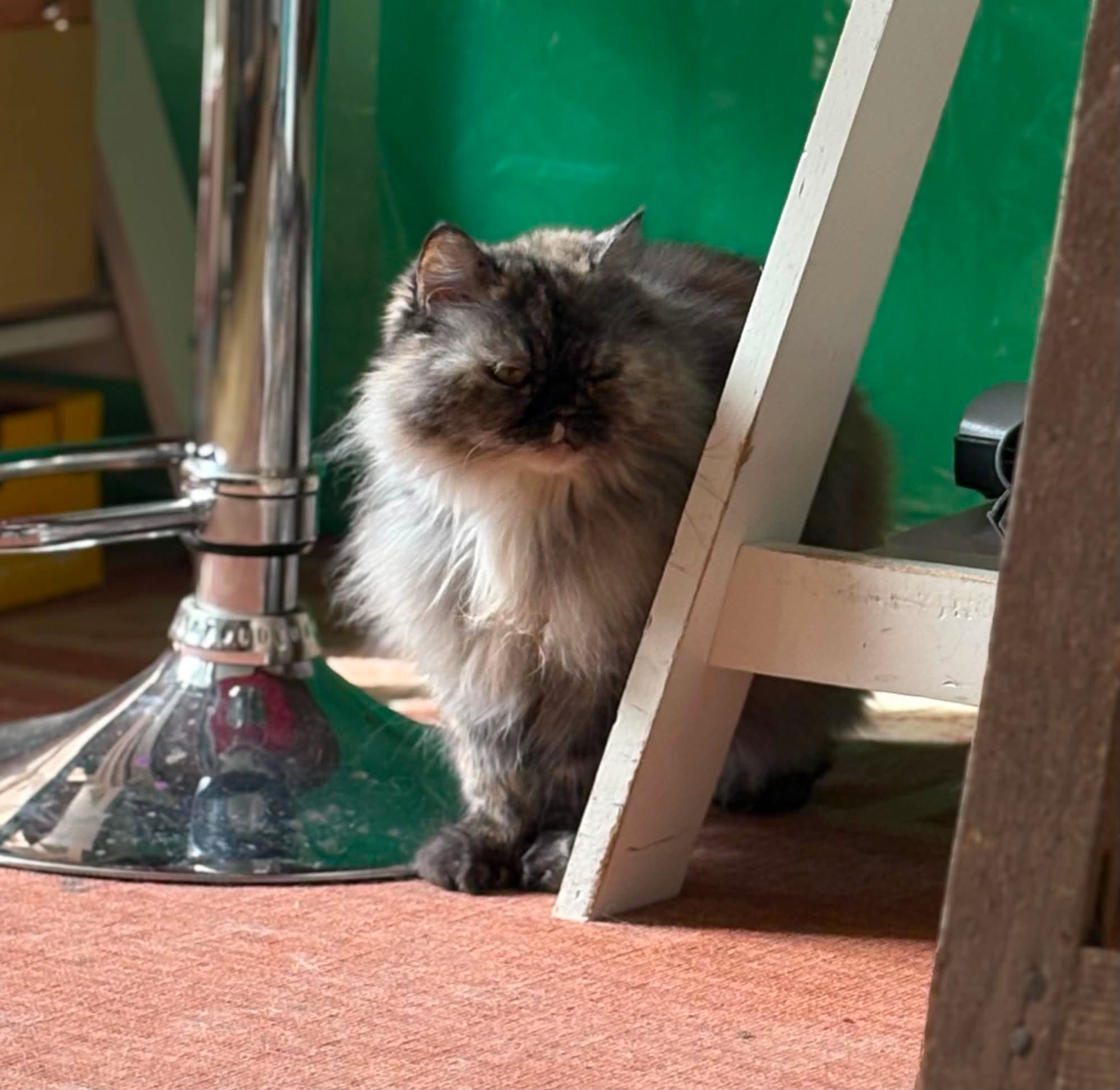 Féfé, Chat — garde à Dole (Jura)