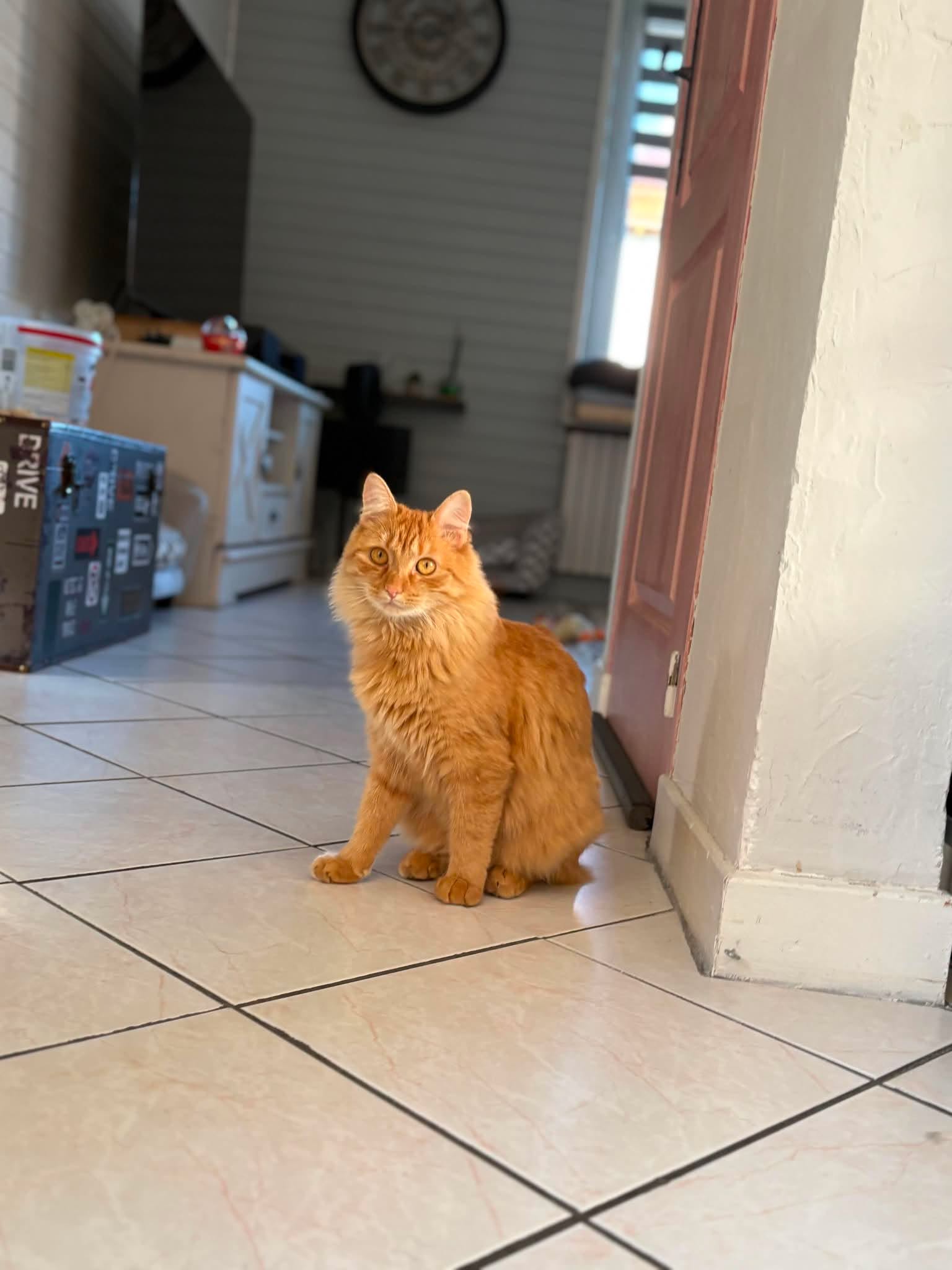 Max, Chat — garde à Dole (Jura)
