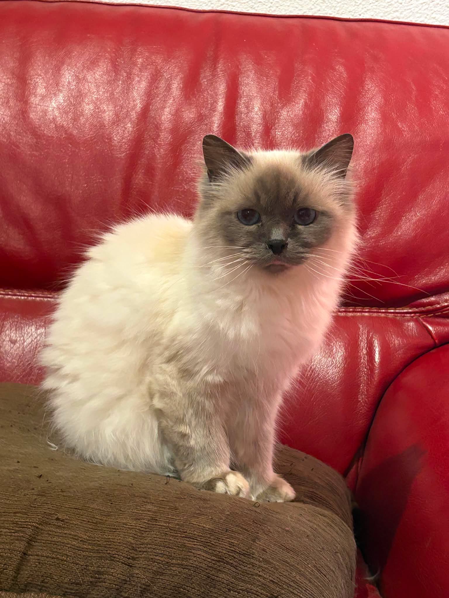 Mélisse, Chat — garde à Dole (Jura)