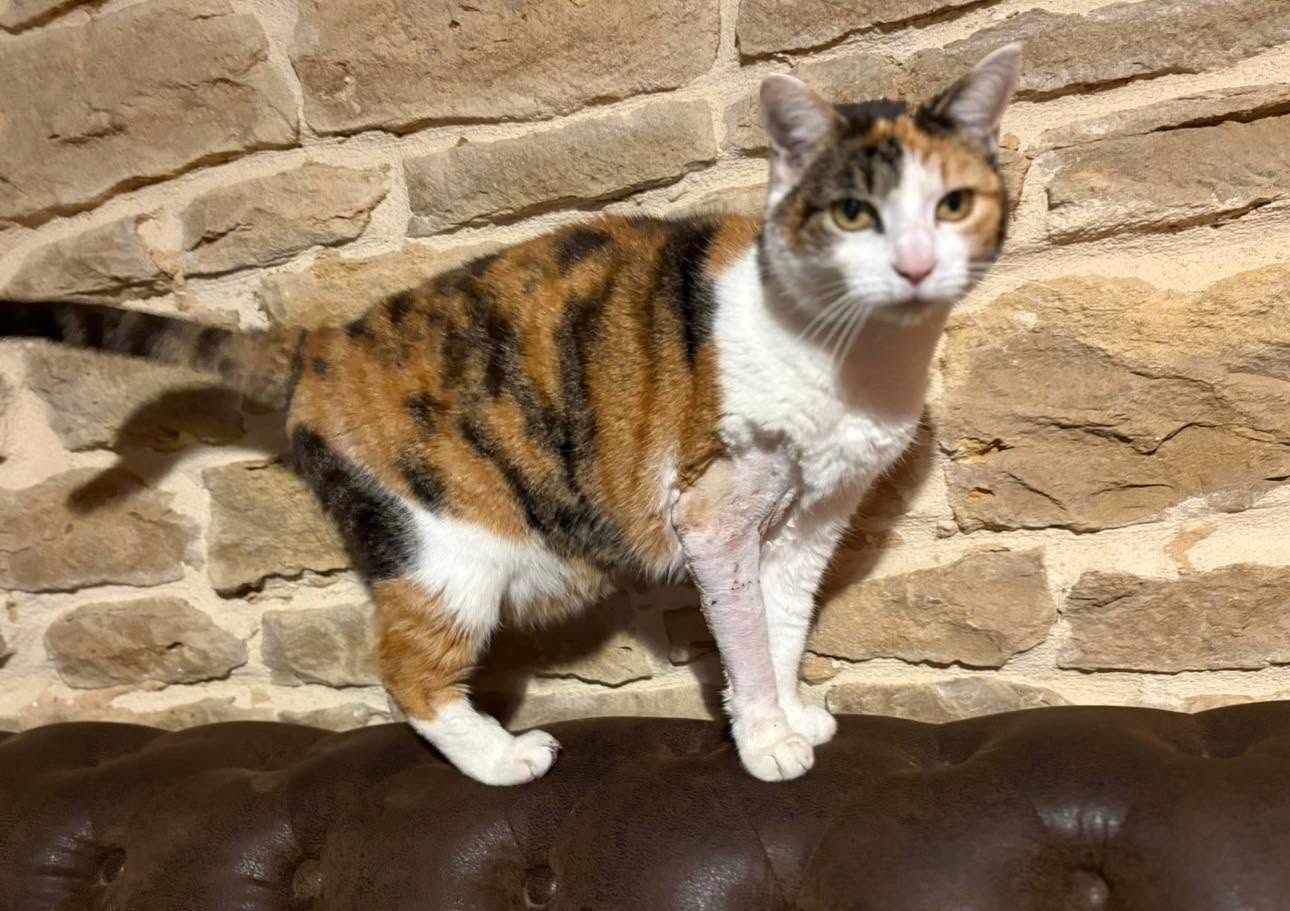 Nènette, Chat — garde à Dole (Jura)