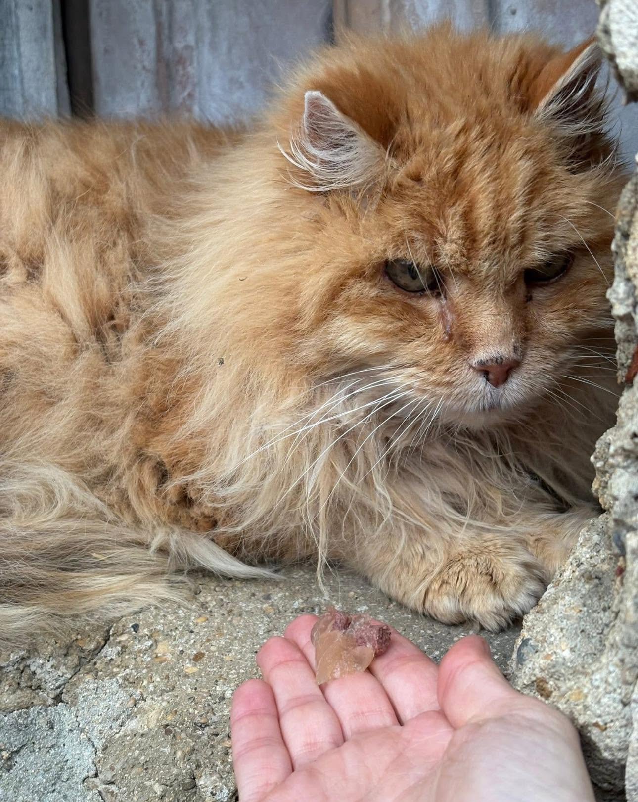 Rouquin, Chat — garde à Dole (Jura)