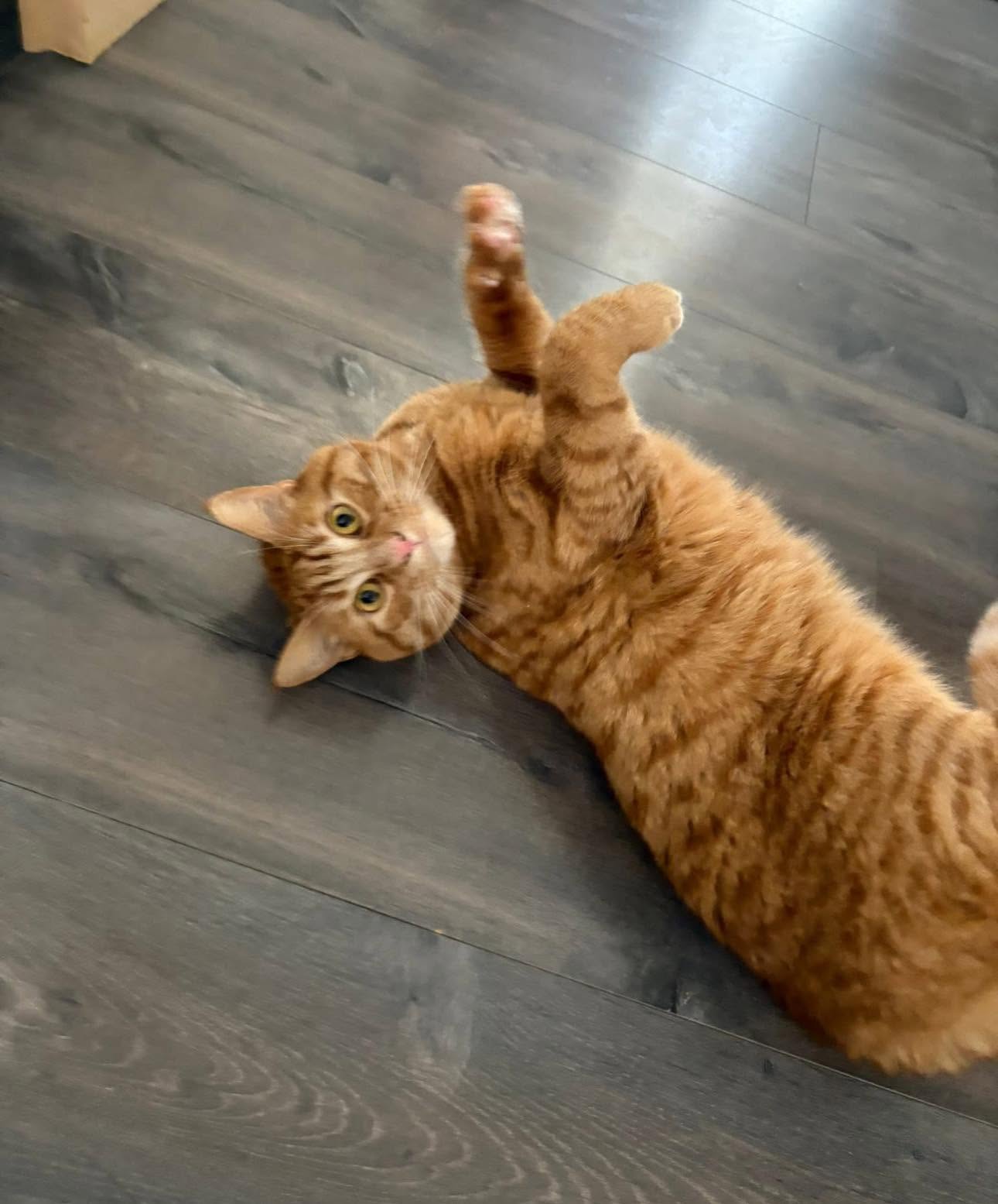 Samy, Chat — garde à Dole (Jura)