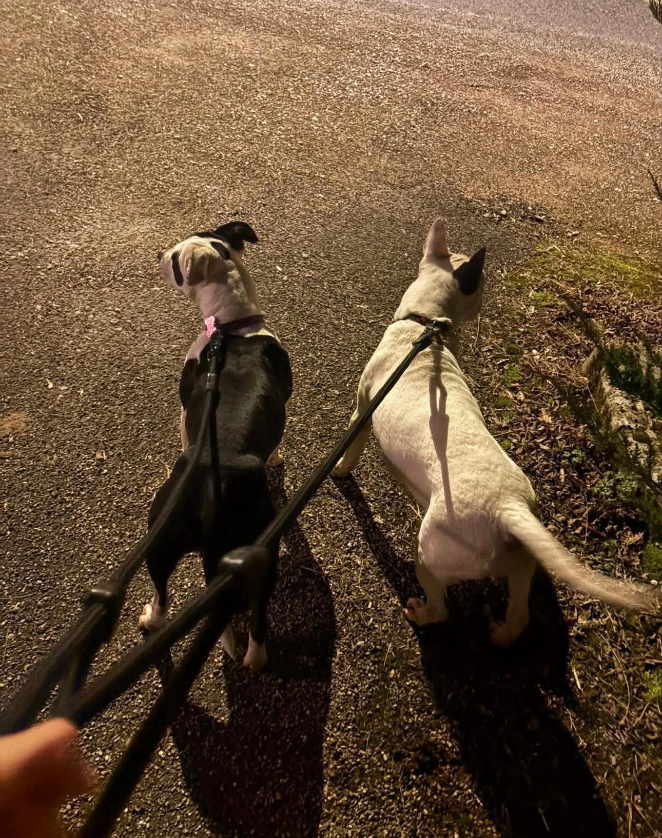 Boudy & Freya, Chien — garde à Dole (Jura)