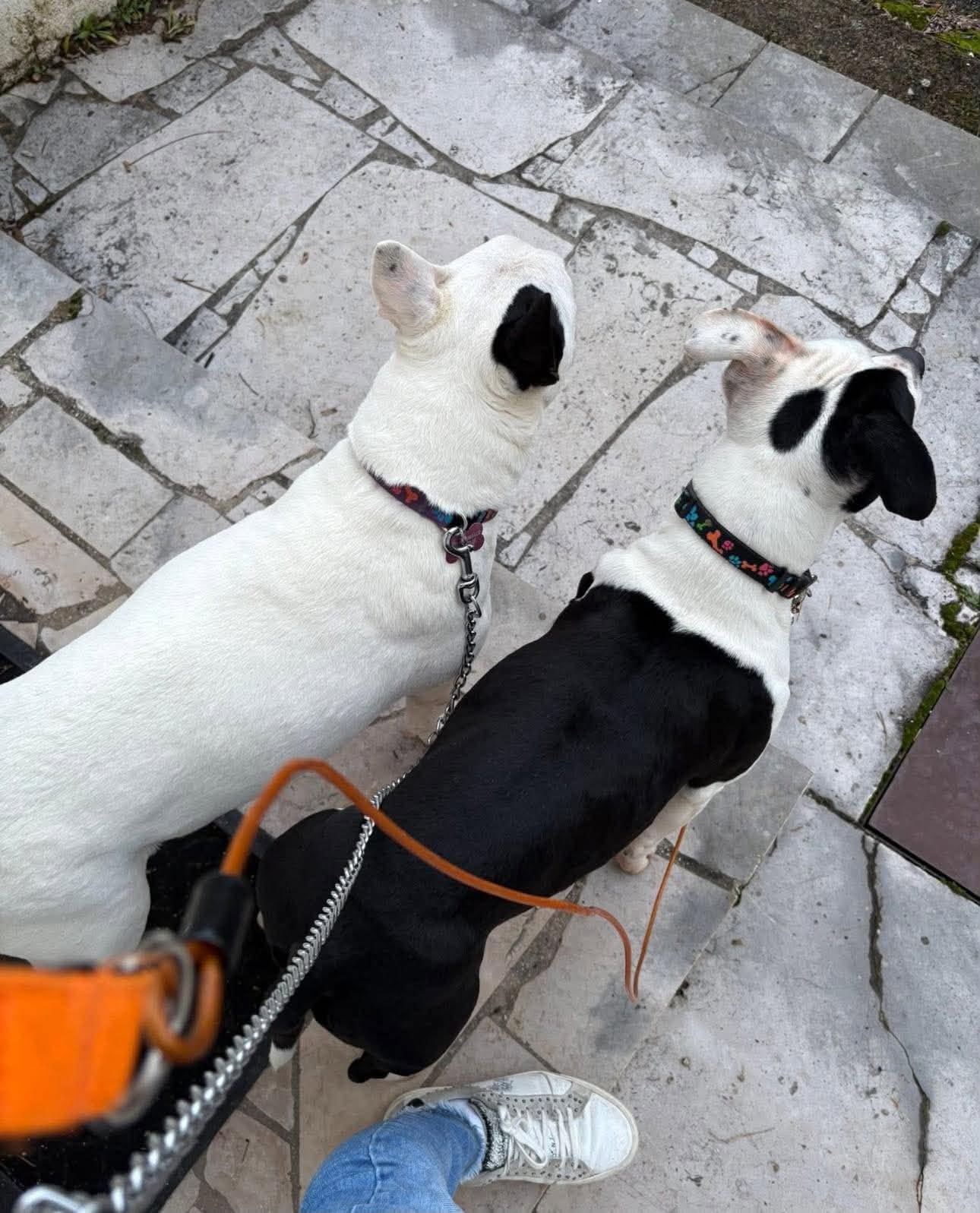 Boudy & Freya, Chien — garde à Dole (Jura)