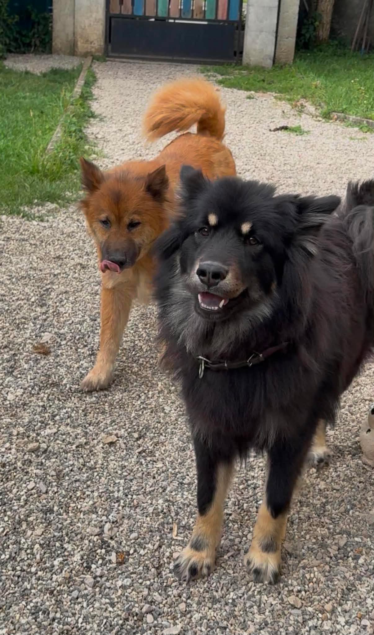 Happy & Loona, Chien — garde à Dole (Jura)