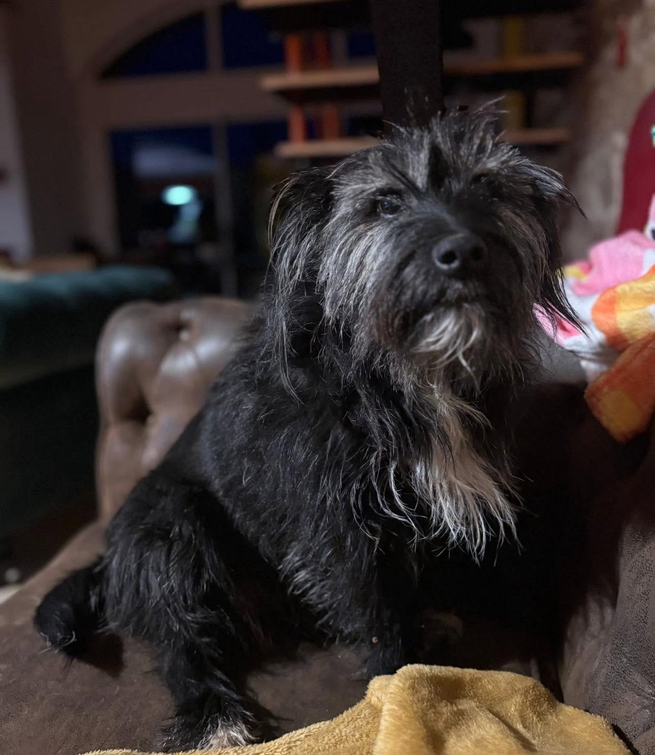 Nala, Chien — garde à Dole (Jura)