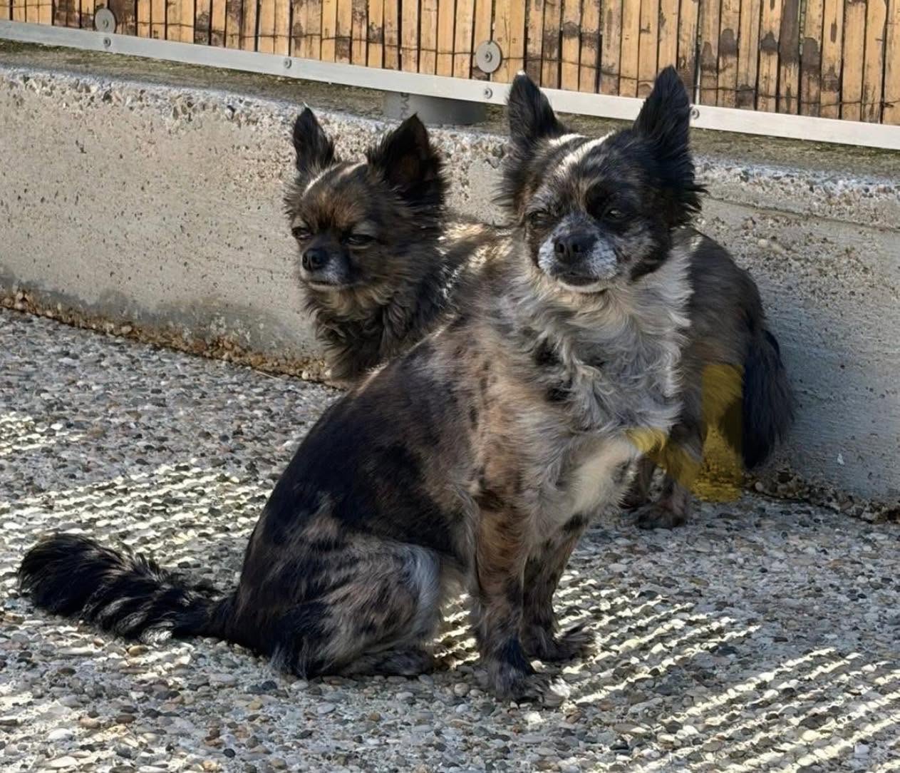 Nina & Poupie, Chien — garde à Dole (Jura)