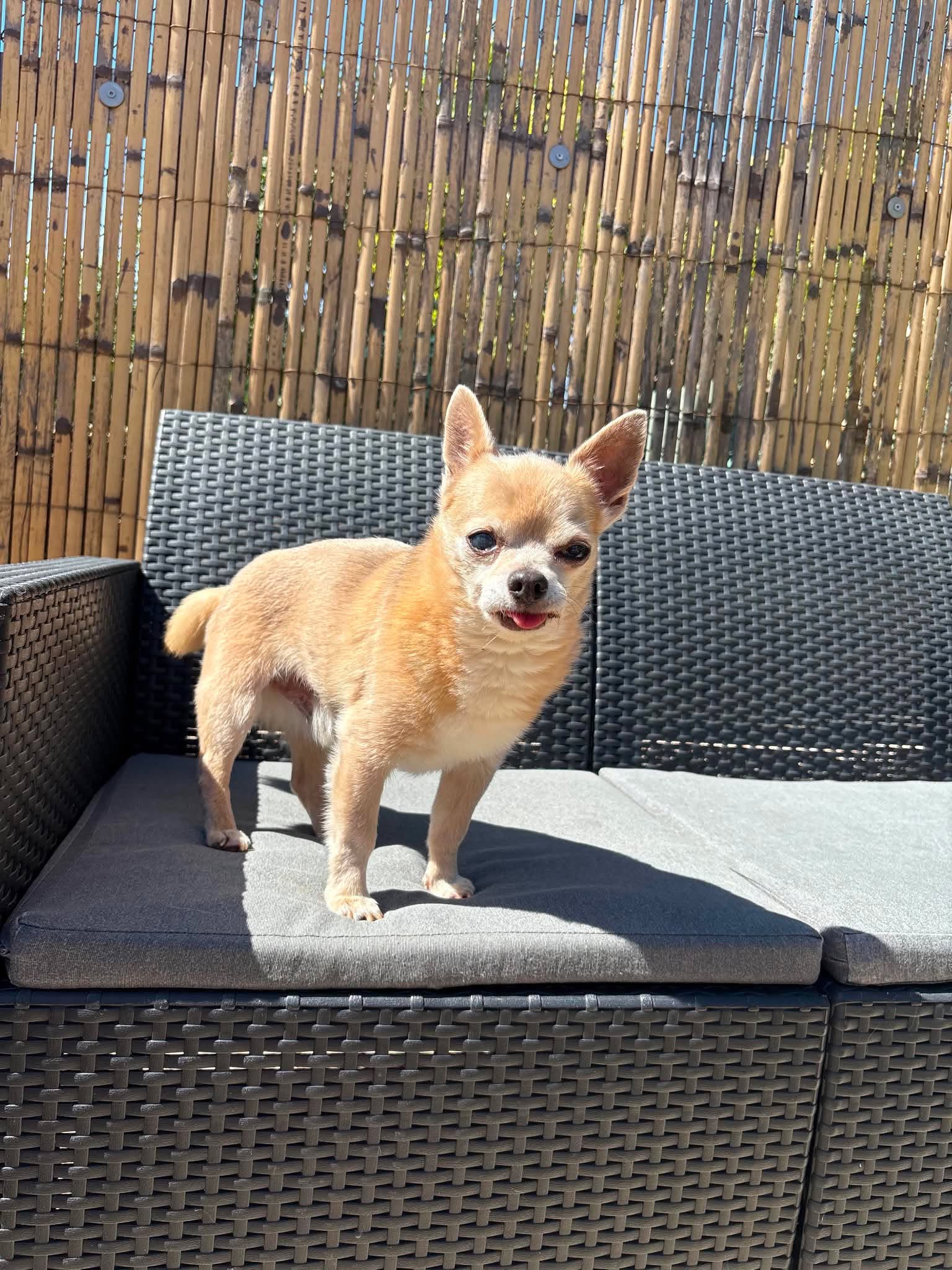 Pikachu, Chien — garde à Dole (Jura)